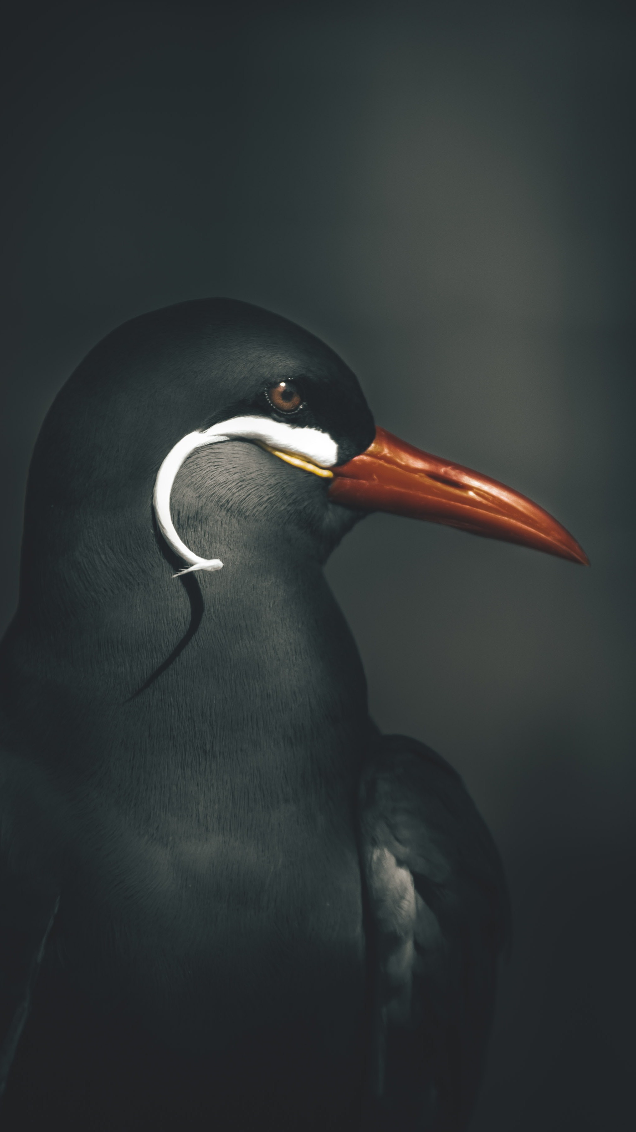 Bird HD Iphone Android Wallpaper - by Rocky