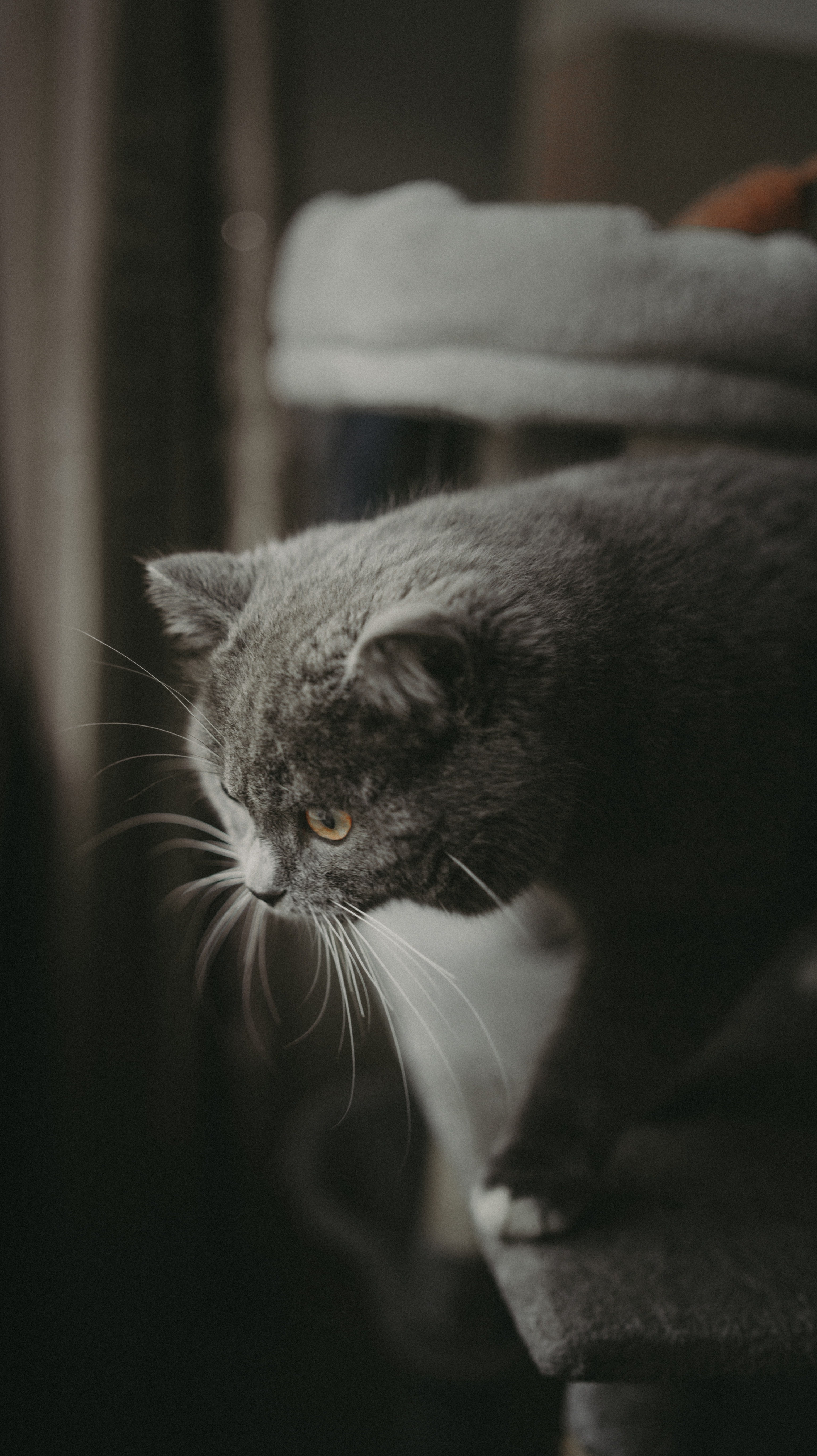 Cat HD Iphone Android Wallpaper - by Rocky