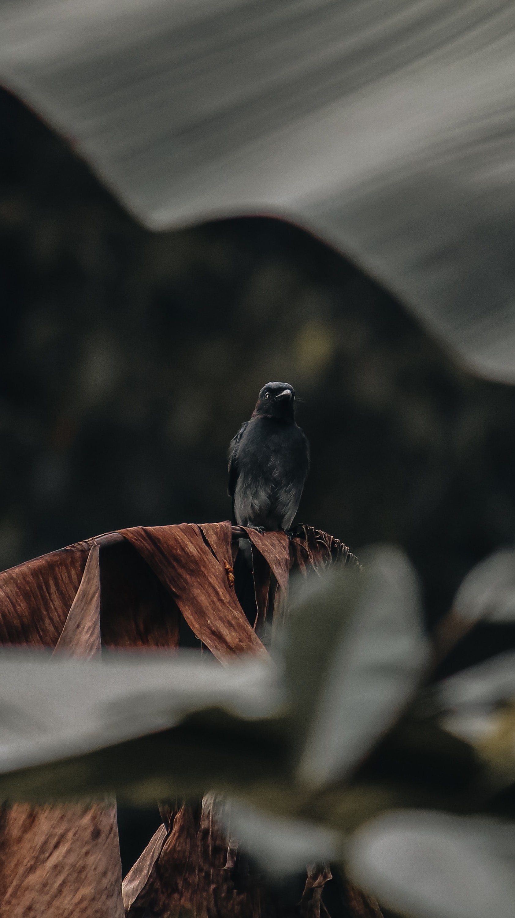 Crow HD Iphone Android Wallpaper - by Rocky