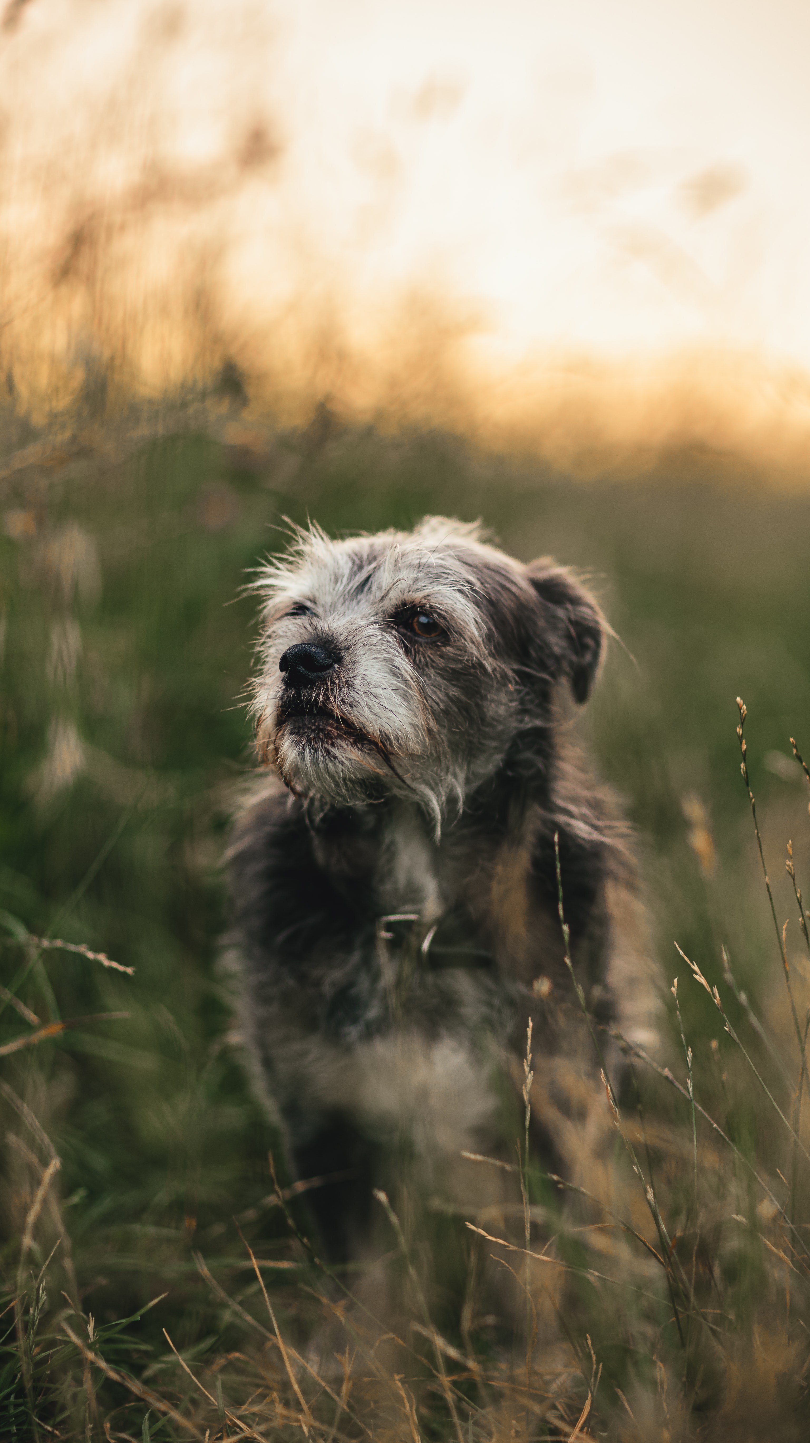 Dog HD Iphone Android Wallpaper - by Rocky