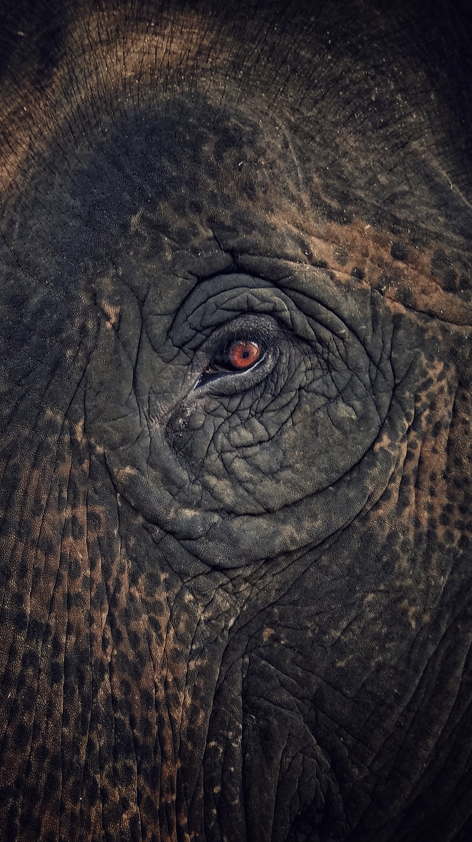 Elephant eye HD Iphone Android Wallpaper - by Rocky