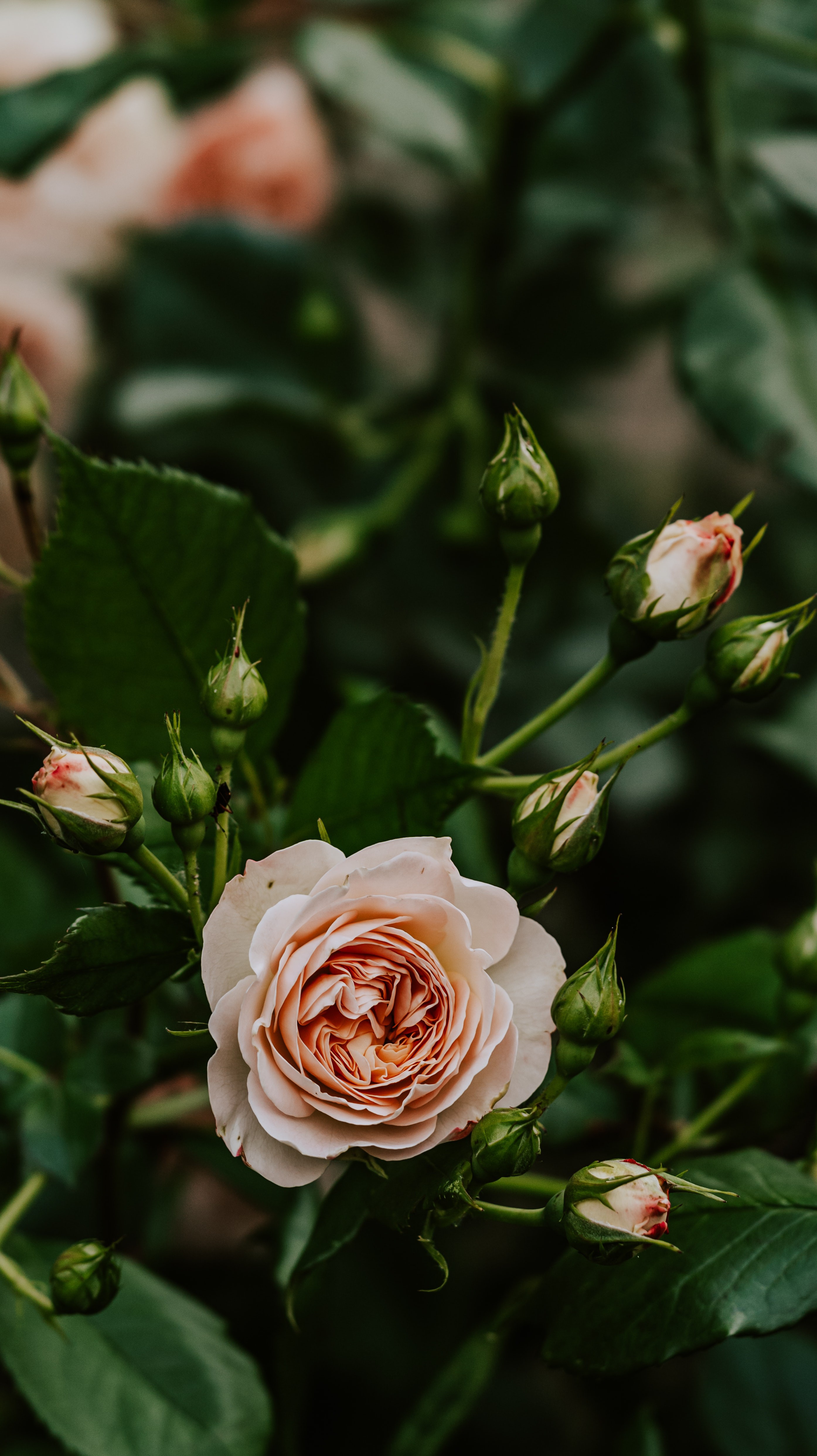 Flower Pink Rose HD Iphone Android Wallpaper - by Rocky