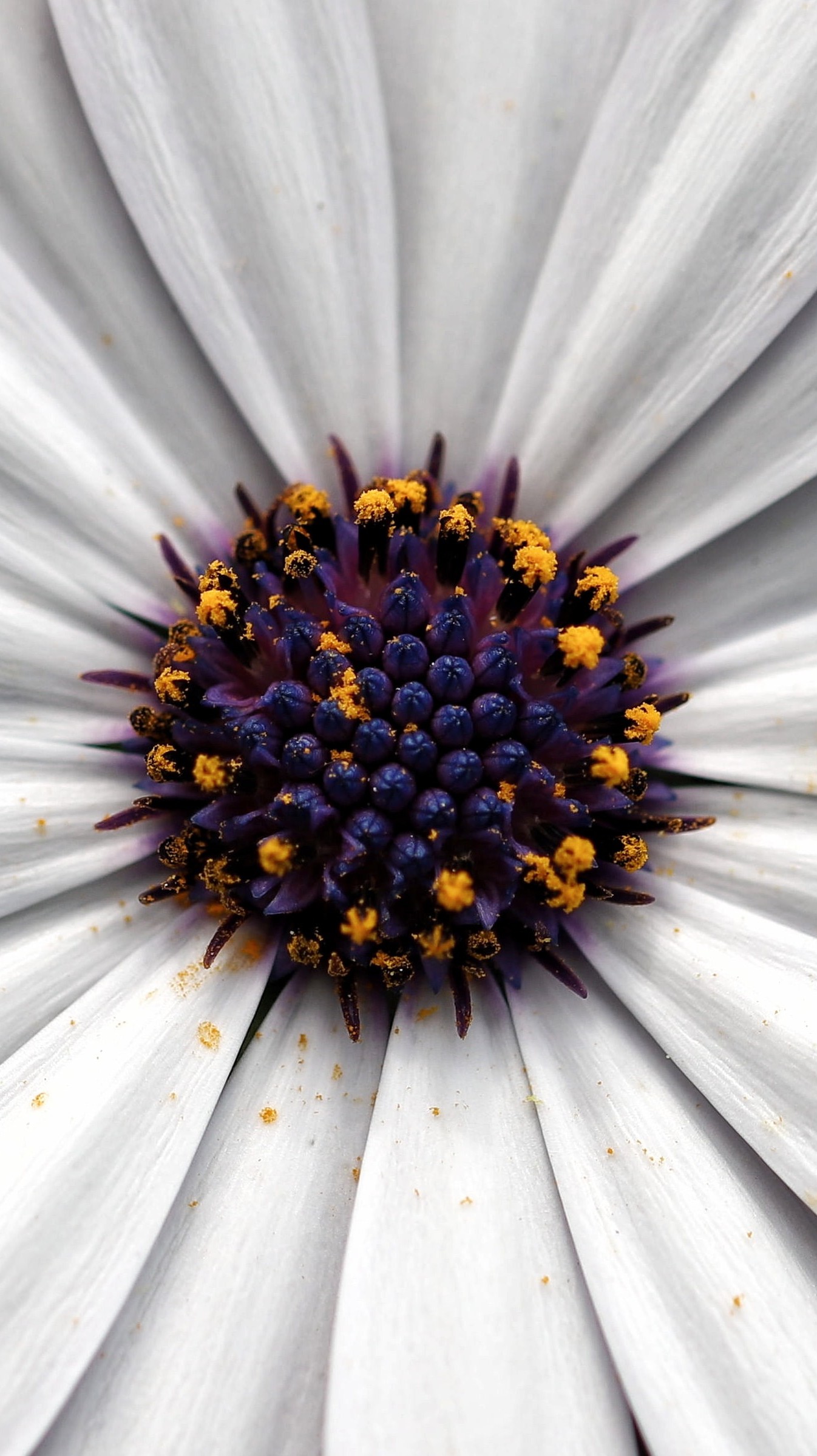Flowers HD Iphone Android Wallpaper - by Rocky