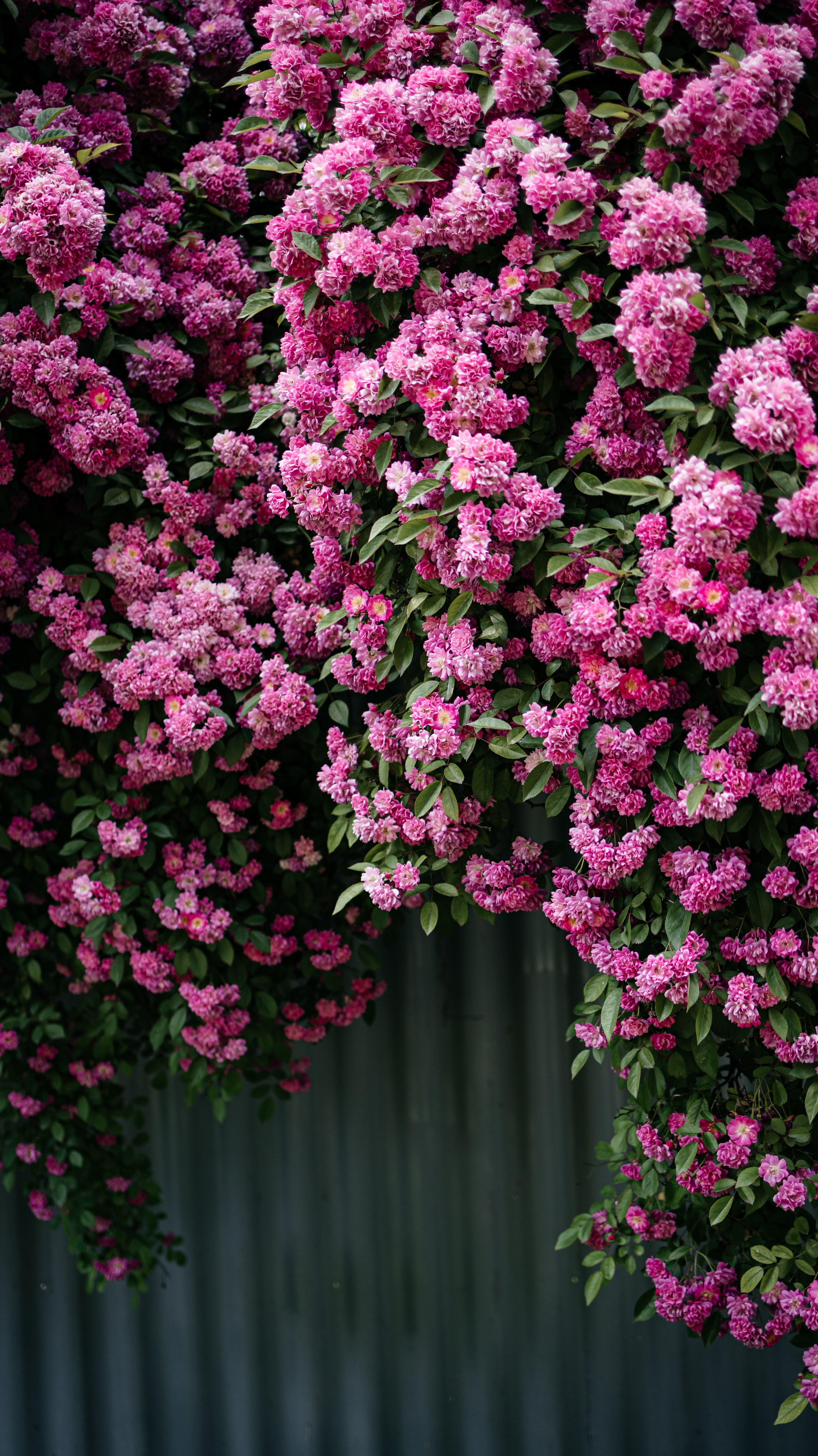 Flowers HD Iphone Android Wallpaper - by Rocky