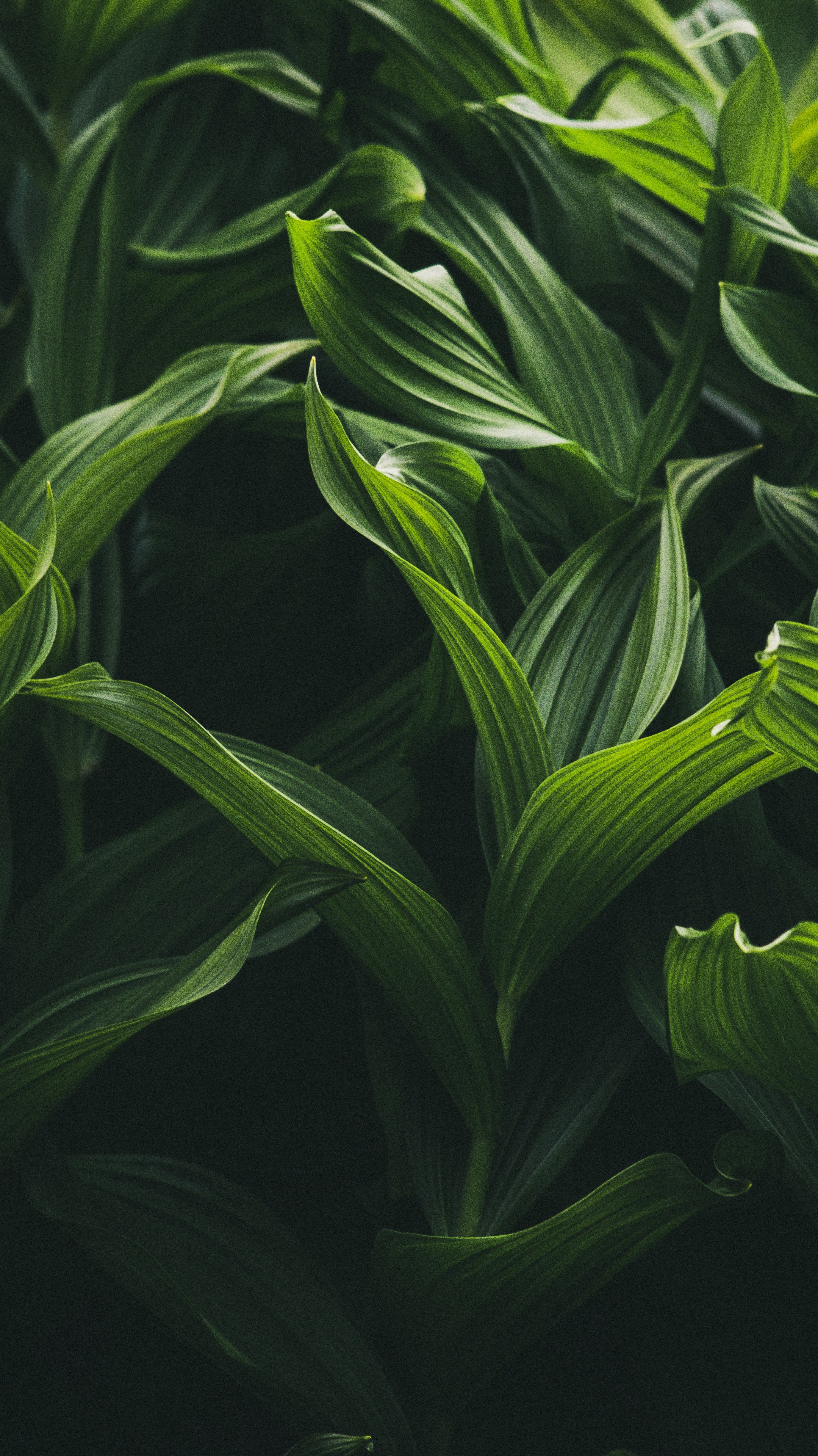 Grass HD Iphone Android Wallpaper - by Rocky