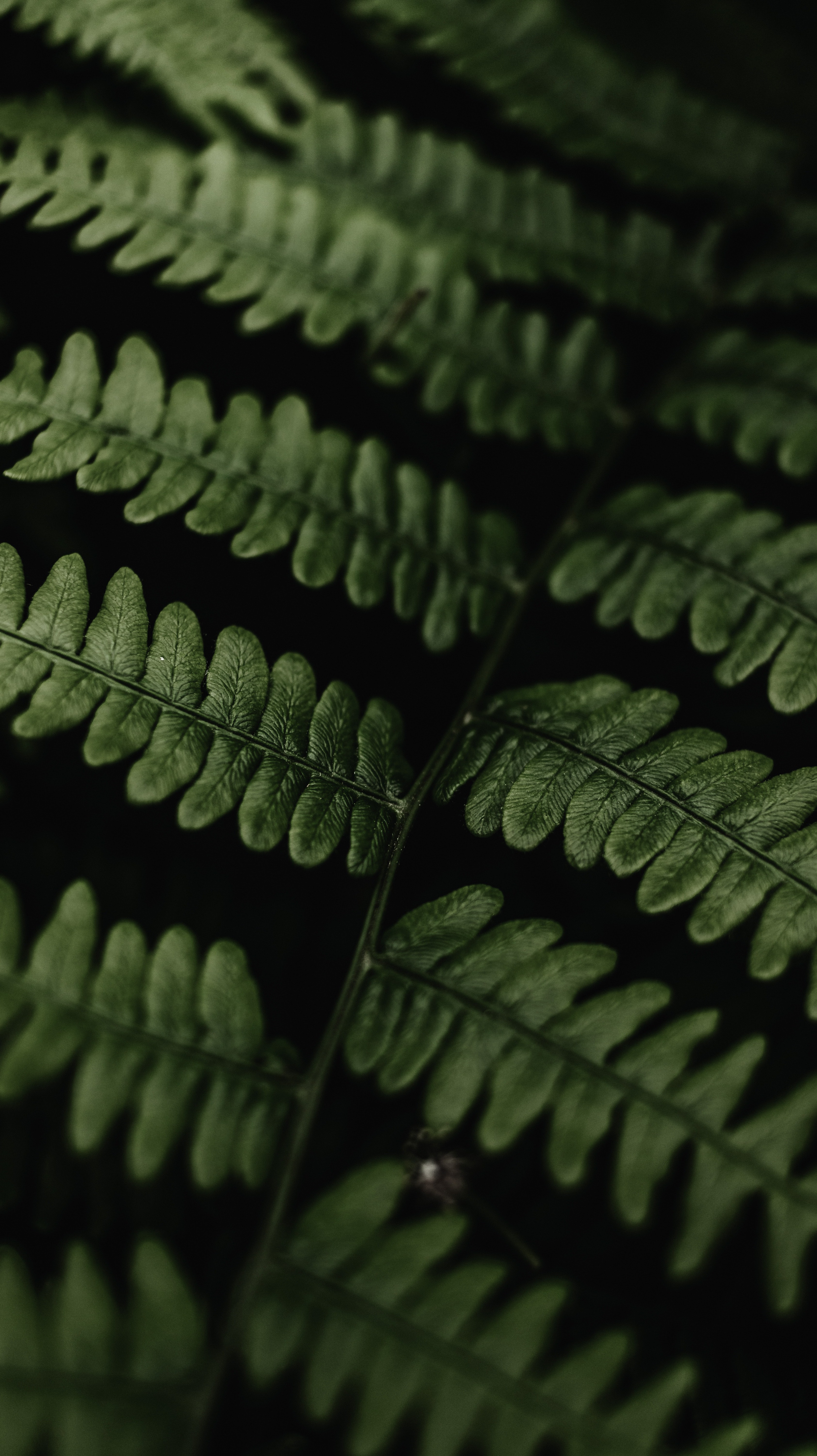 Green leaves HD Iphone Android Wallpaper - by Rocky