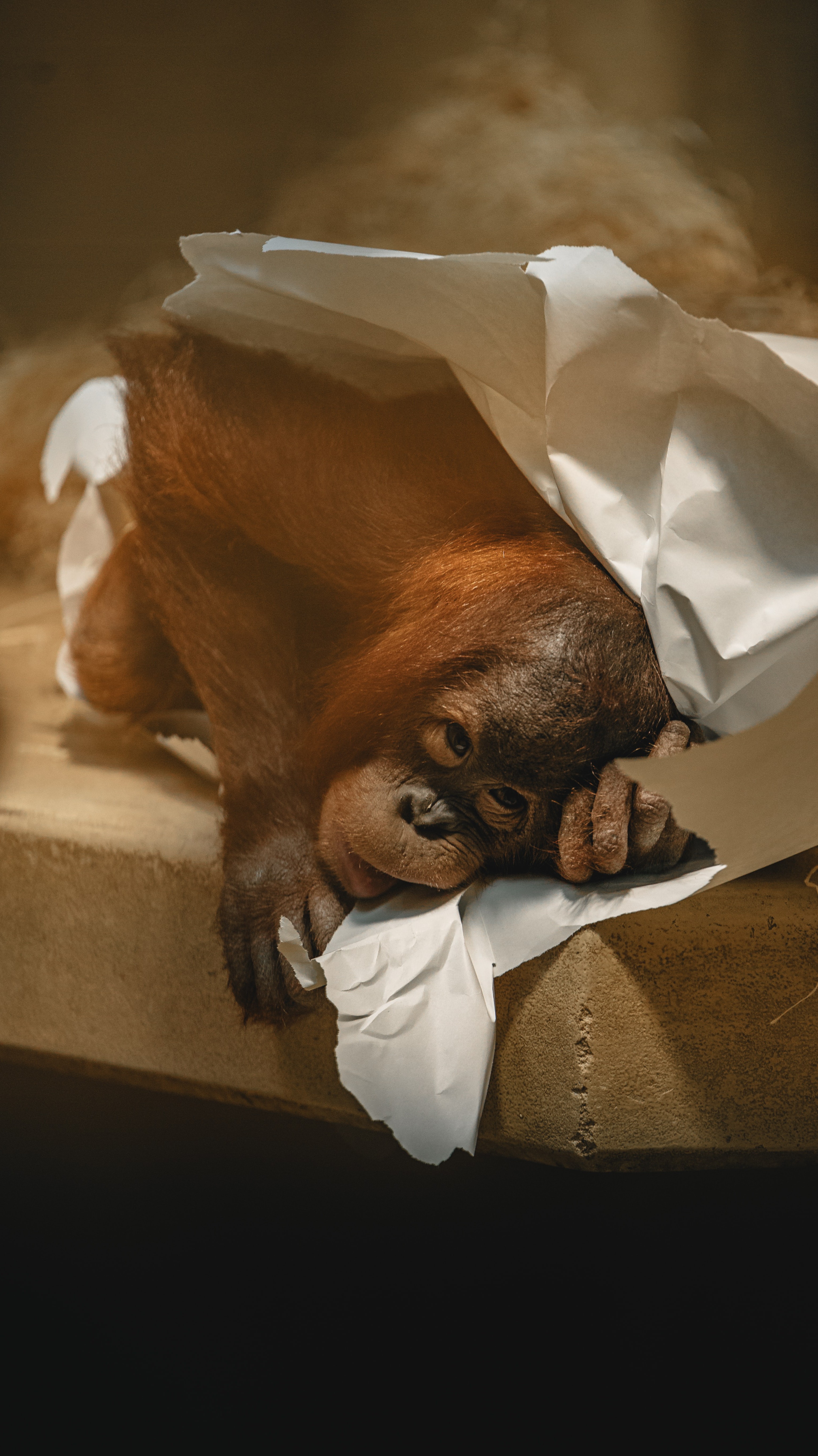 Monkey Play HD Iphone Android Wallpaper - by Rocky