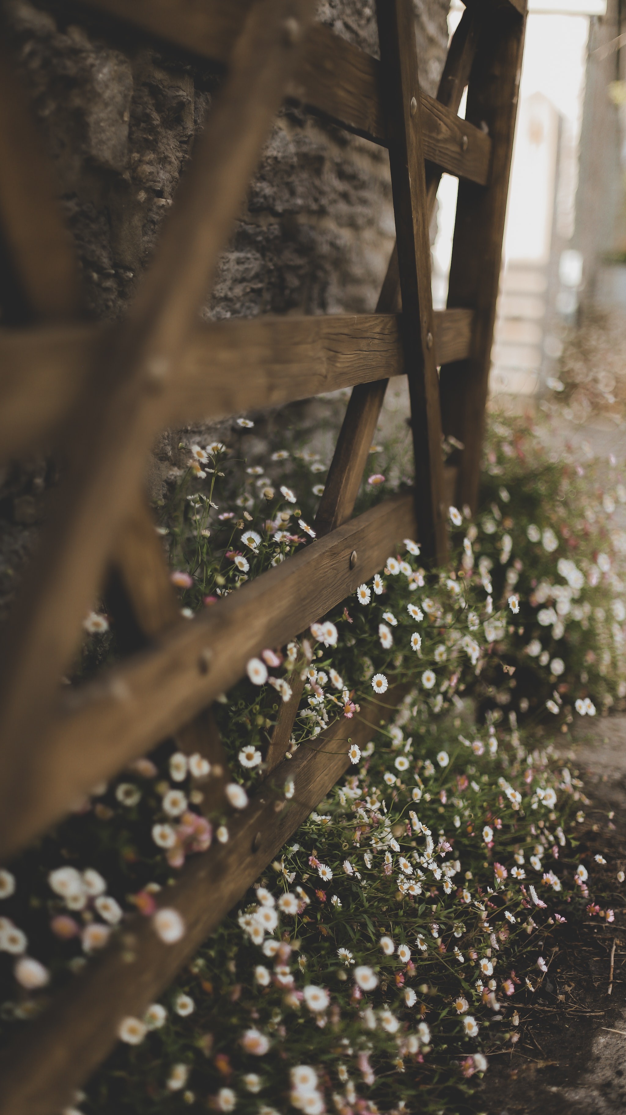 White Flowers HD Iphone Android Wallpaper - by Rocky