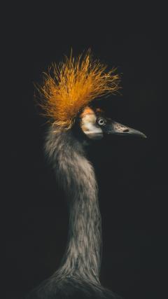 Bird HD Iphone Android Wallpaper