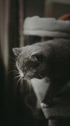 Cat HD Iphone Android Wallpaper