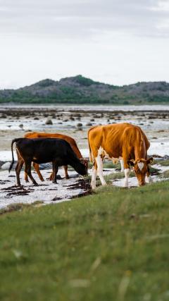 Cow HD Iphone Android Wallpaper