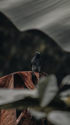 Crow HD Iphone Android Wallpaper
