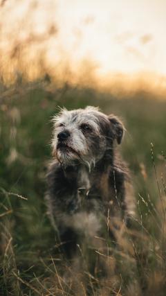 Dog HD Iphone Android Wallpaper