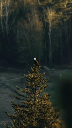 Eagle HD Iphone Android Wallpaper