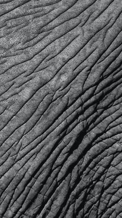 Elephant Skin HD Iphone Android Wallpaper