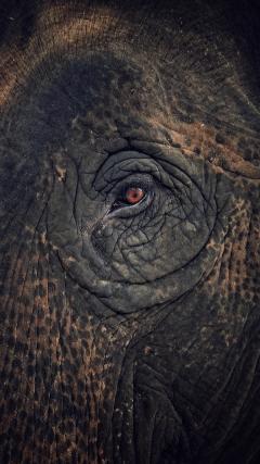 Elephant eye HD Iphone Android Wallpaper