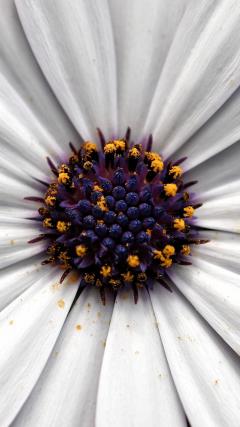 Flowers HD Iphone Android Wallpaper