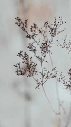 Flowers HD Iphone Android Wallpaper