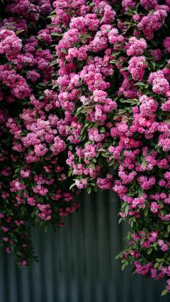 Flowers HD Iphone Android Wallpaper