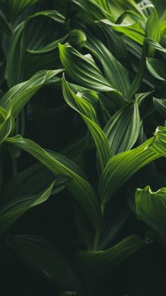 Grass HD Iphone Android Wallpaper