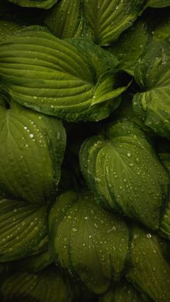 Green Leaves HD Iphone Android Wallpaper