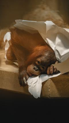 Monkey Play HD Iphone Android Wallpaper