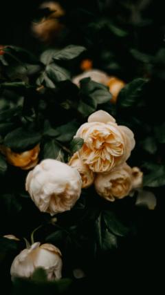 Pink Flowers HD Iphone Android Wallpaper