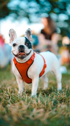 Pitbull Dog HD Iphone Android Wallpaper