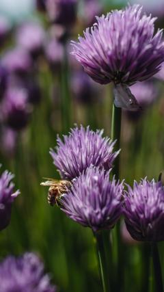 Purple Flowers Bee HD Iphone Android Wallpaper
