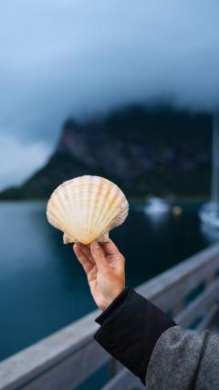 Shell HD Iphone Android Wallpaper
