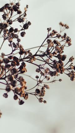 Small Flowers HD Iphone Android Wallpaper