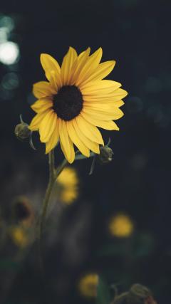 Sunflower beautiful HD Iphone Android Wallpaper