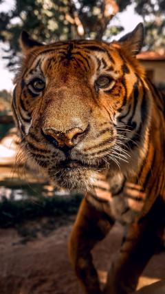 Tiger HD Iphone Android Wallpaper