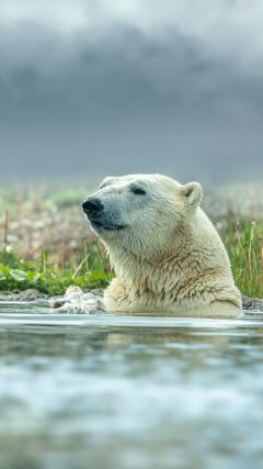 White Bear HD Iphone Android Wallpaper