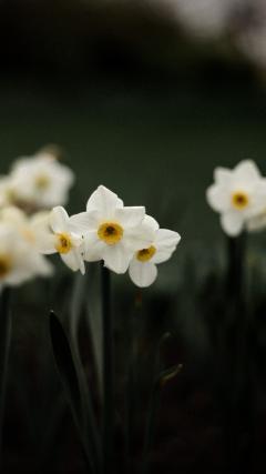 White Flower HD Iphone Android Wallpaper