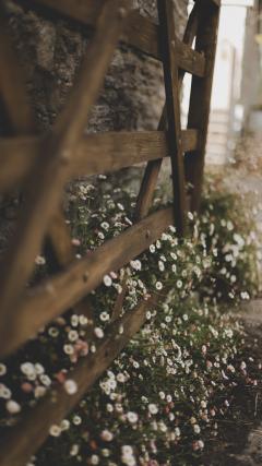 White Flowers HD Iphone Android Wallpaper